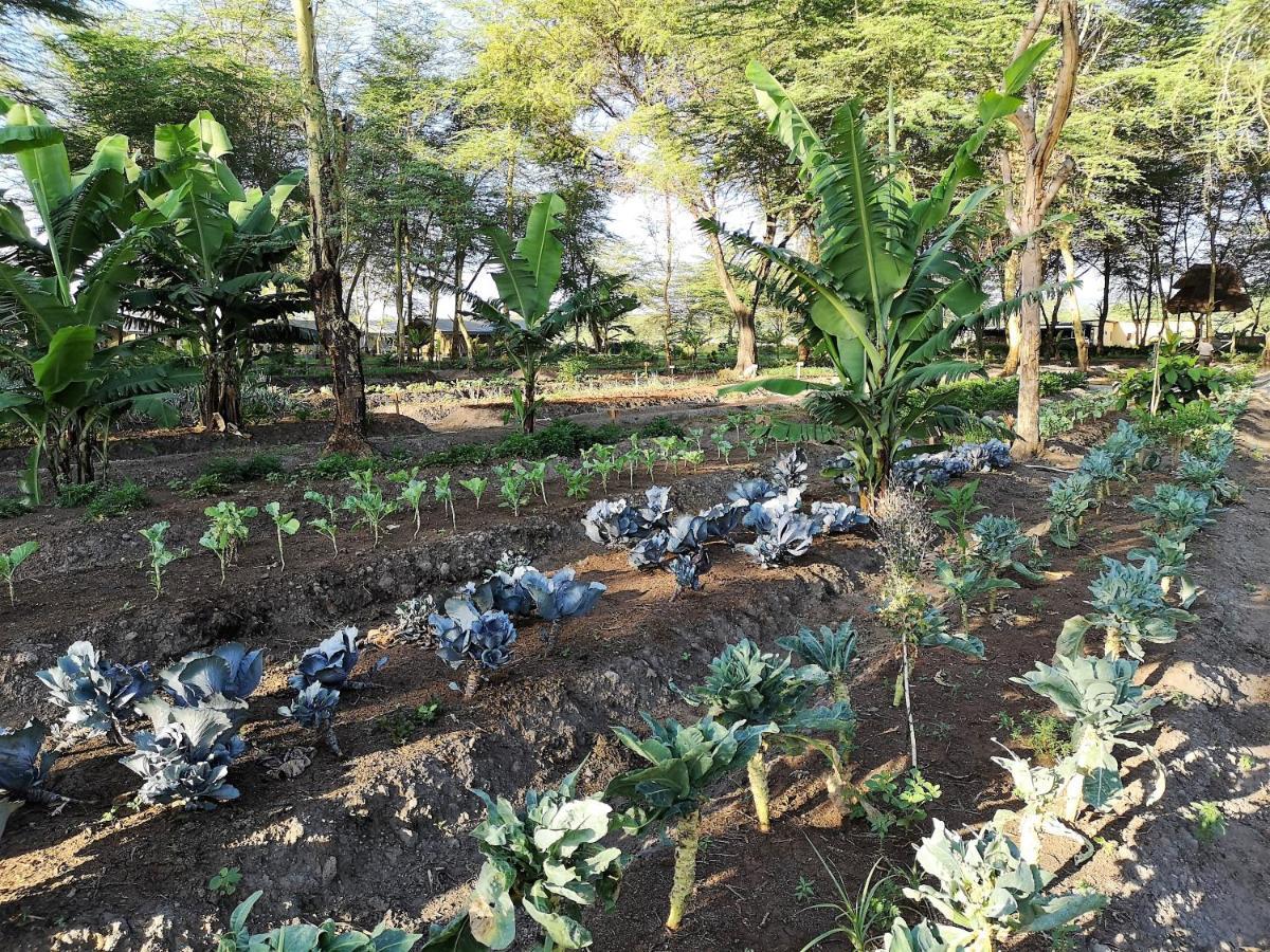 Africa Safari Camping Mto Wa Mbu Esterno foto